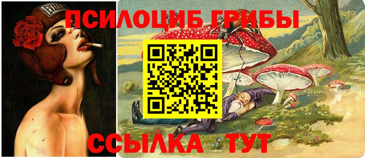 Сунжа  Галлюциногенные грибы Cubensis  Вход с VPN 
